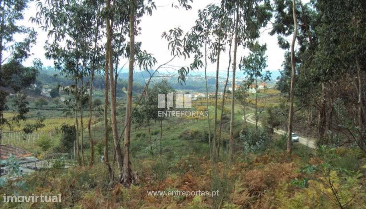 Venda Terreno, Croca, Penafiel - Grande imagem: 5/12