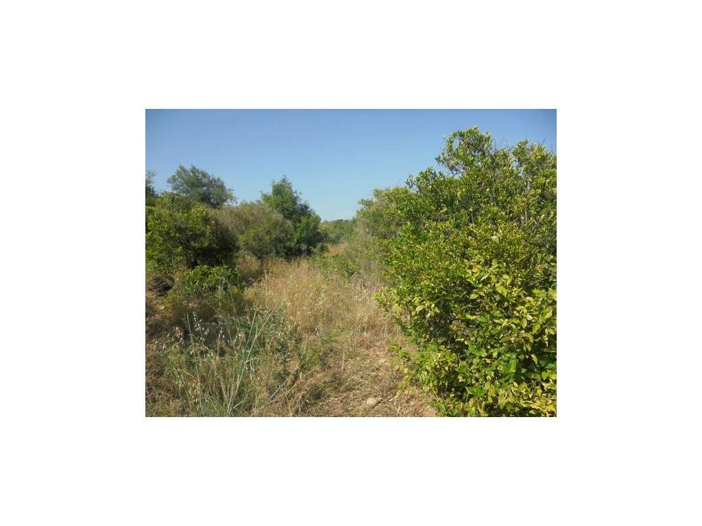 Terreno Rústico com armazém com 36 m2 em Moncarapacho, Olhão, Algarve - Grande imagem: 4/28