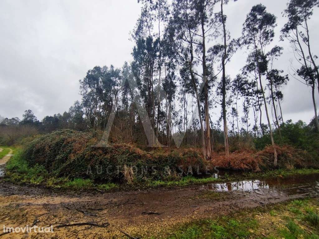 Terrenos Rústicos - Carvalheiro - FEBRES - CANTANHEDE - | LEILÃO EL... - Grande imagem: 5/12