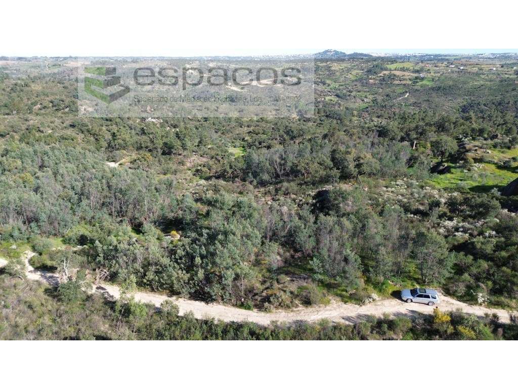 Quinta S. Lourenço - Palvarinho - Grande imagem: 5/11