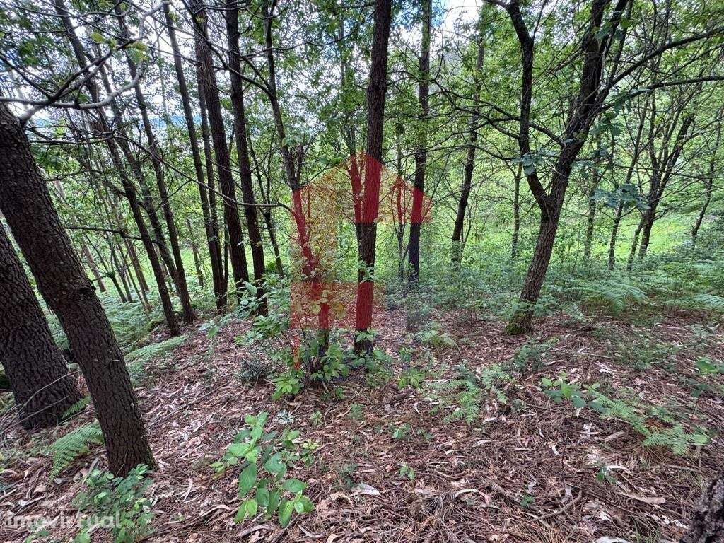 Terreno Florestal, Sande - Grande imagem: 3/11