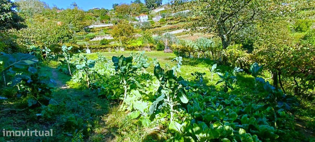 Terreno agrícola com muita água em S. Pedro, de Santa Marinha do Zêzer - Grande imagem: 5/32