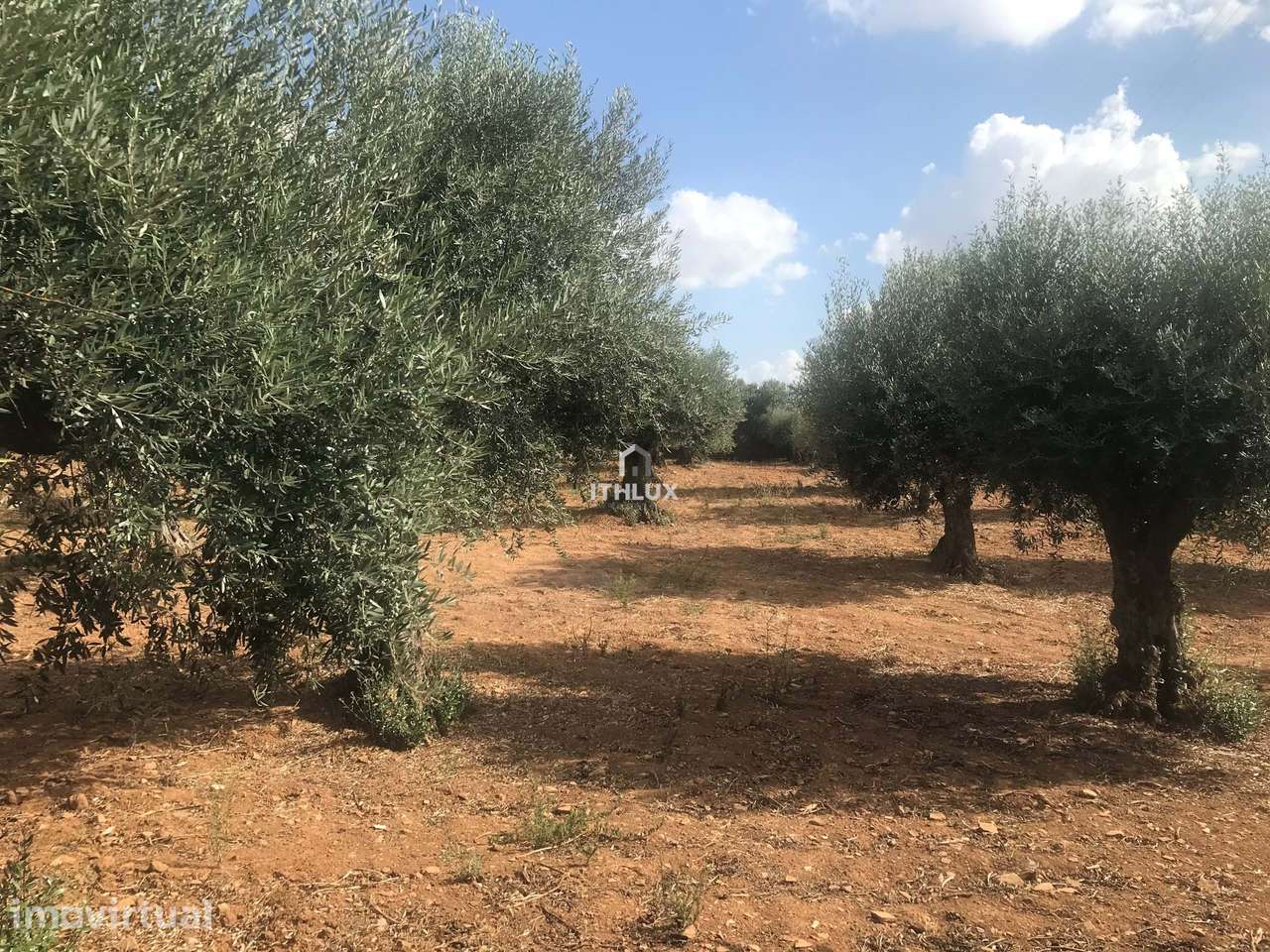 Olival tradicional sito na Calçadinha em Elvas - Portugal - Grande imagem: 2/15