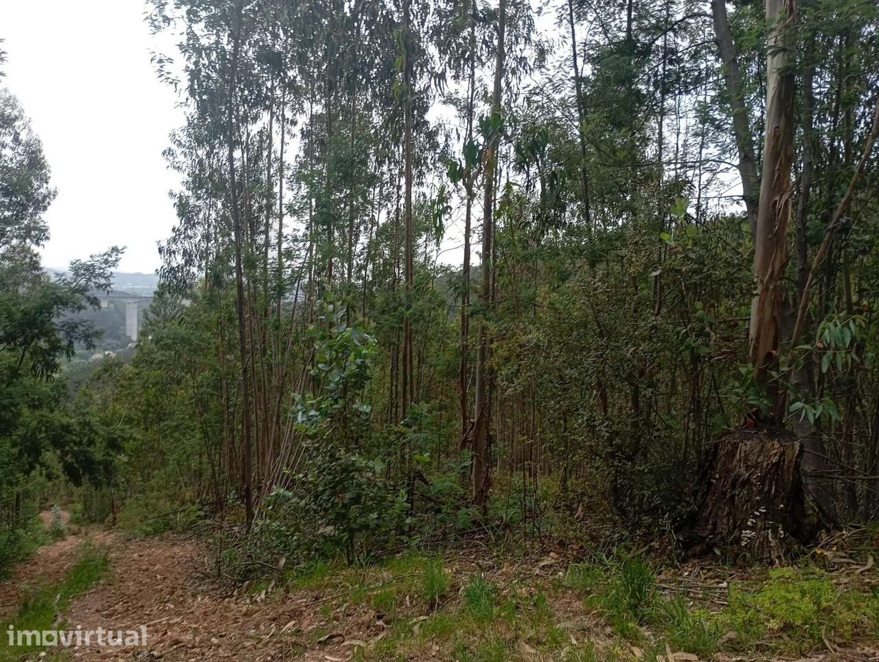Terreno Rústico com 1.128 m2 em Torres do Mondego – Coimbra - Grande imagem: 3/5