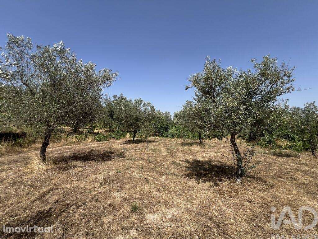 Terreno em Sernancelhe e Sarzeda de 44527,00 m2 - Grande imagem: 3/22