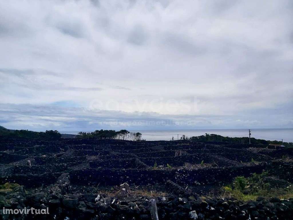 Terreno de vinha com viabilidade de construção - ilha do Pico - Grande imagem: 5/9
