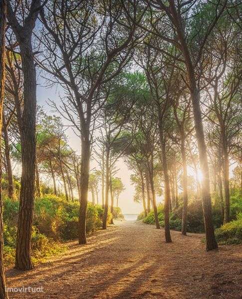 Terreno rústico 800m2 - Grande imagem: 2/2