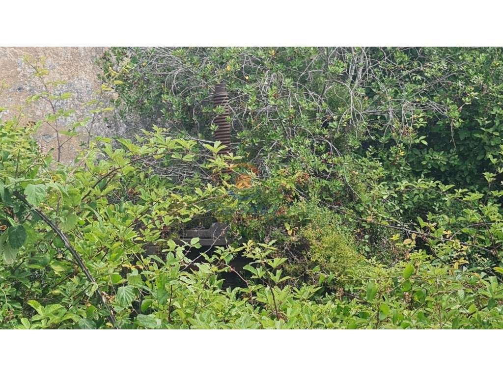 Quintinha 1 hectare | Maxial, Torres Vedras - Grande imagem: 3/4