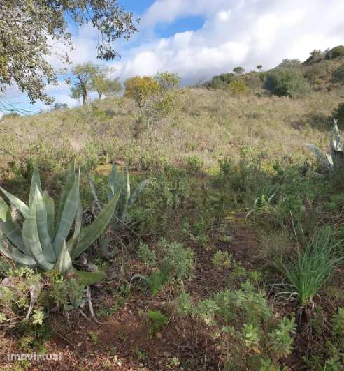 Terreno Agroflorestal em São Bartolomeu de Messines, Silves - Grande imagem: 3/6