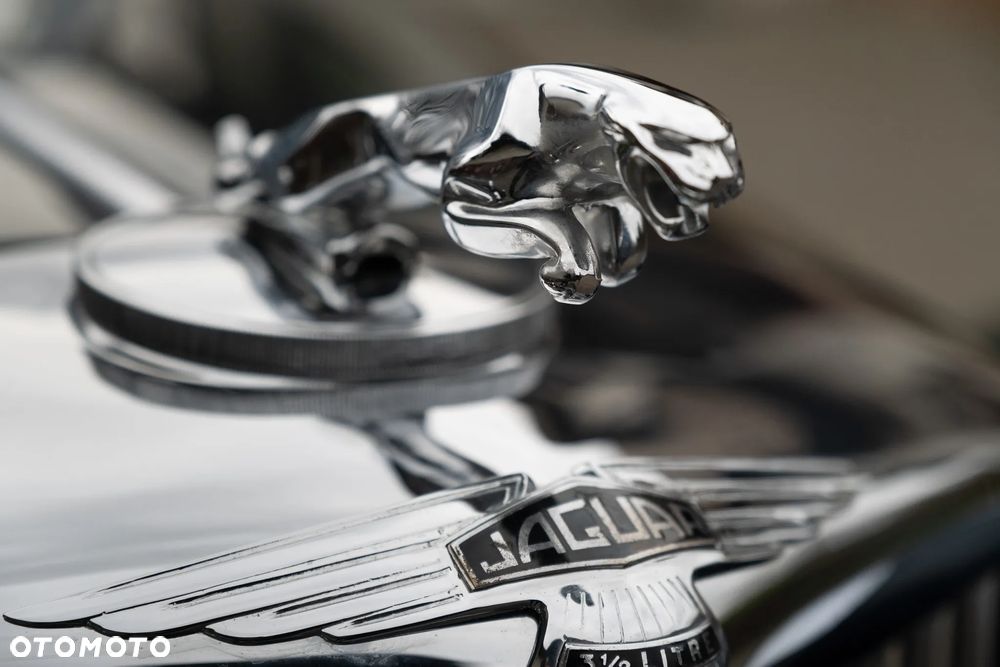 Jaguar Inny - 15