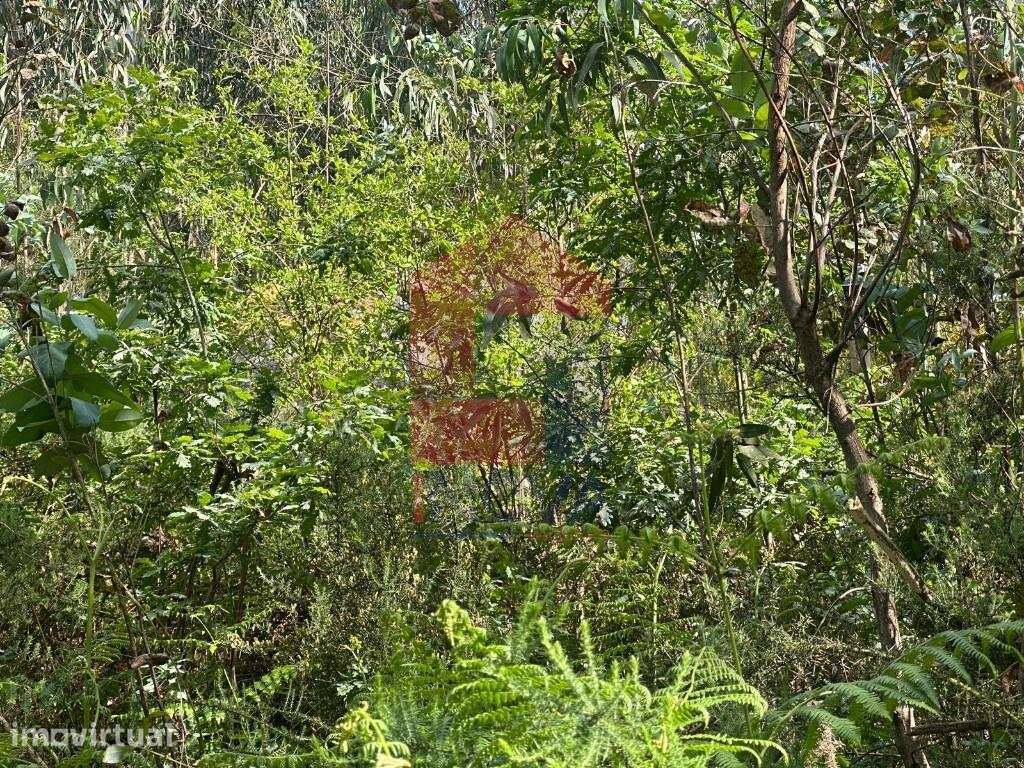 Terreno Florestal, Santiago Carreiras - Grande imagem: 4/25