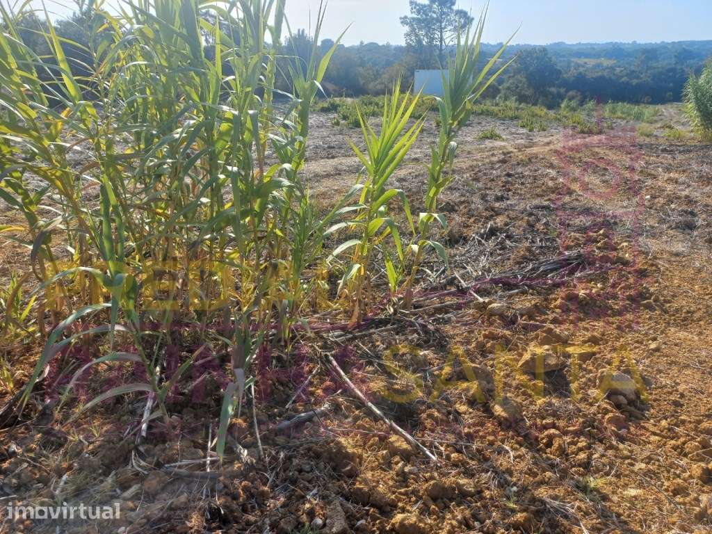 Terreno rustico com 1 Hectare-Cartaxo - Grande imagem: 5/8