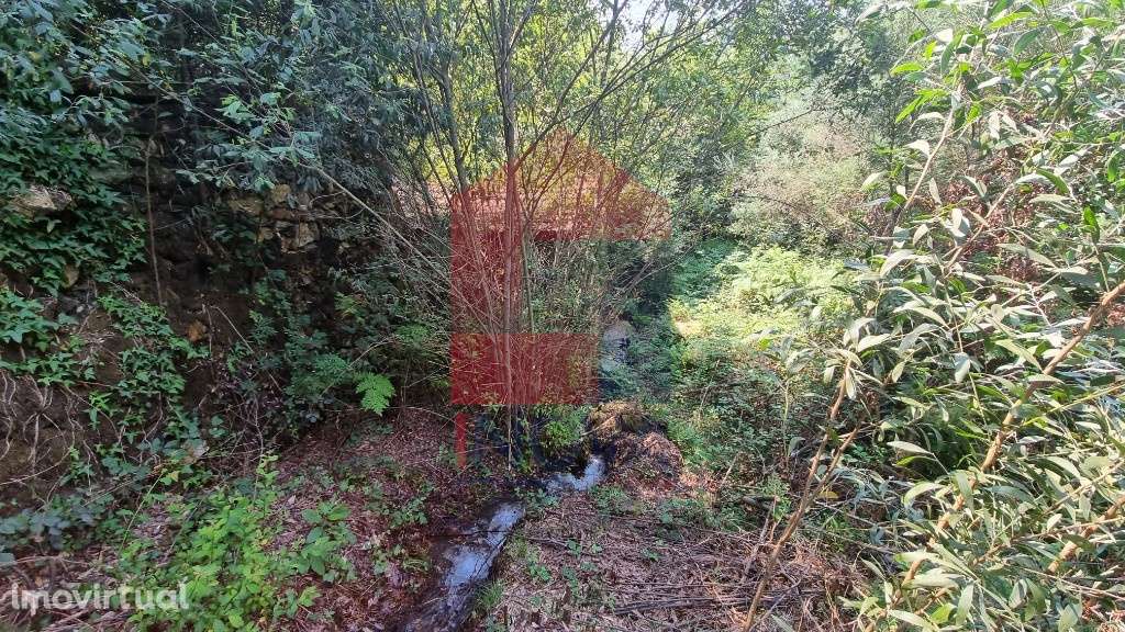 Moinho Paredes de Coura - Grande imagem: 4/14