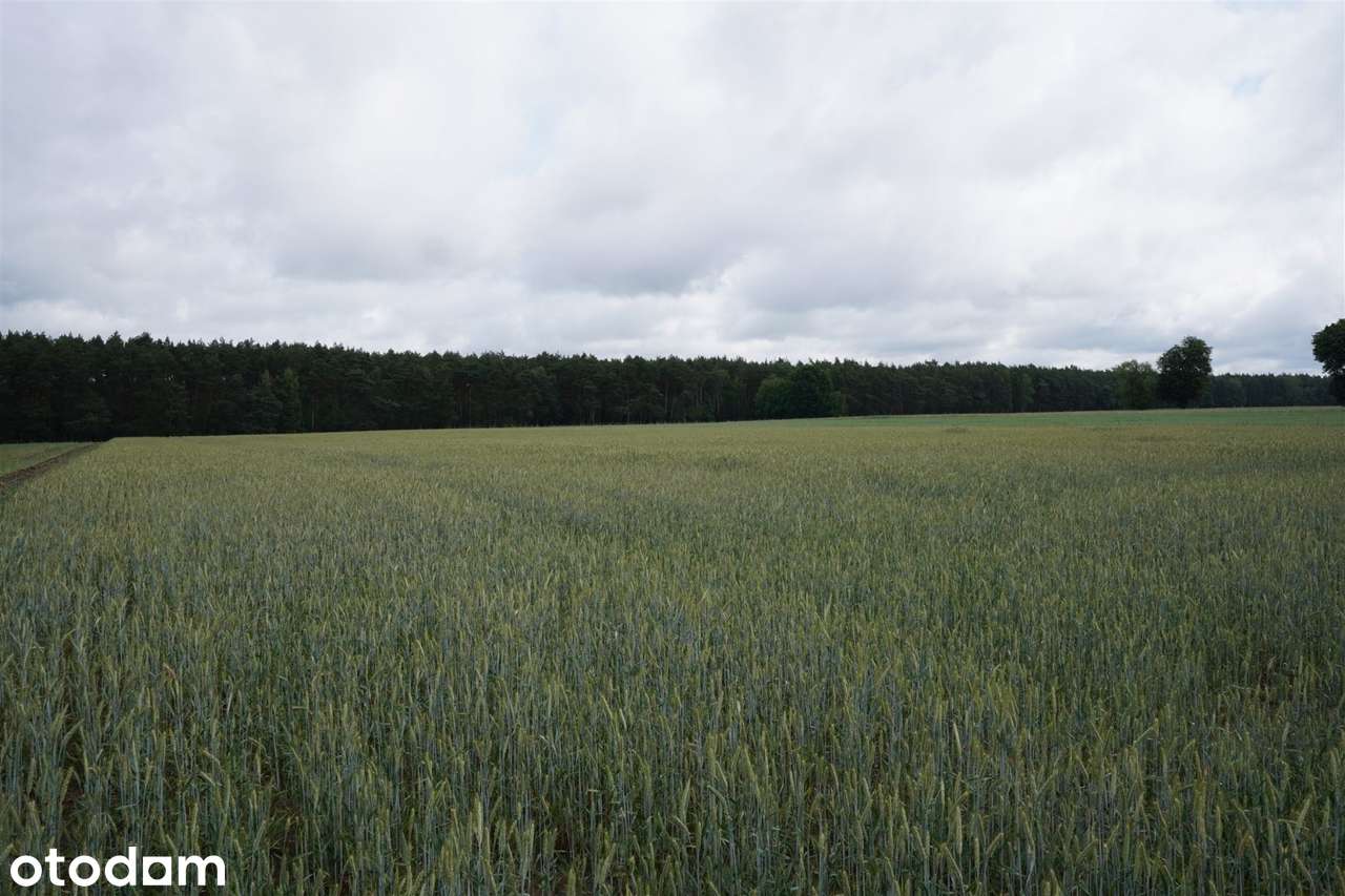 Działka Z Warunkami Zabudowy Budziszewko - Pełny obrazek: 5/10