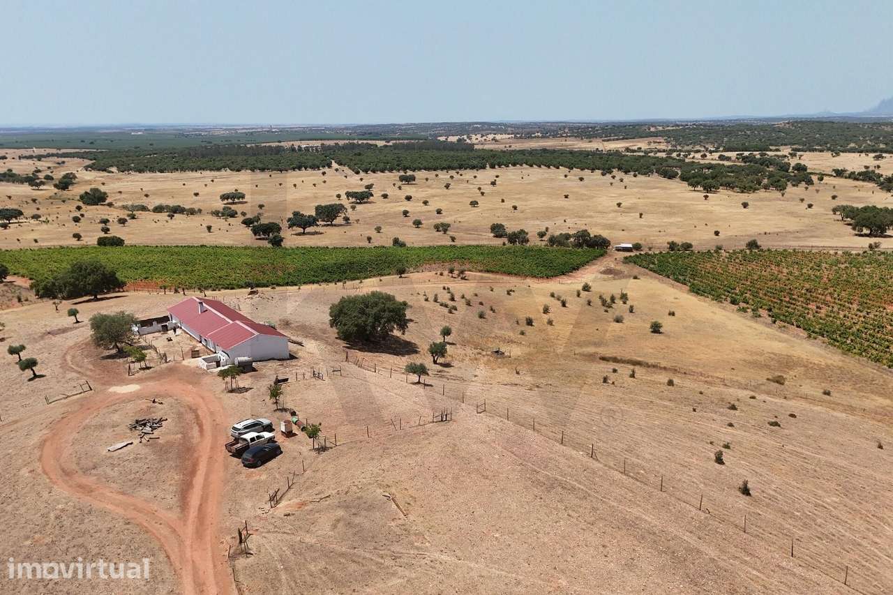 Herdade com 18,8 ha em Montoito | Vinha, Água, Monte Alentejano e Pote - Grande imagem: 3/50