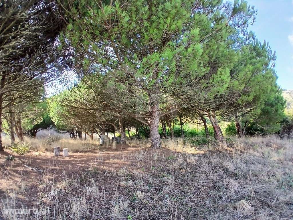 Vende Terreno - Ericeira a 6 km, A Casa das Casas - Grande imagem: 2/18