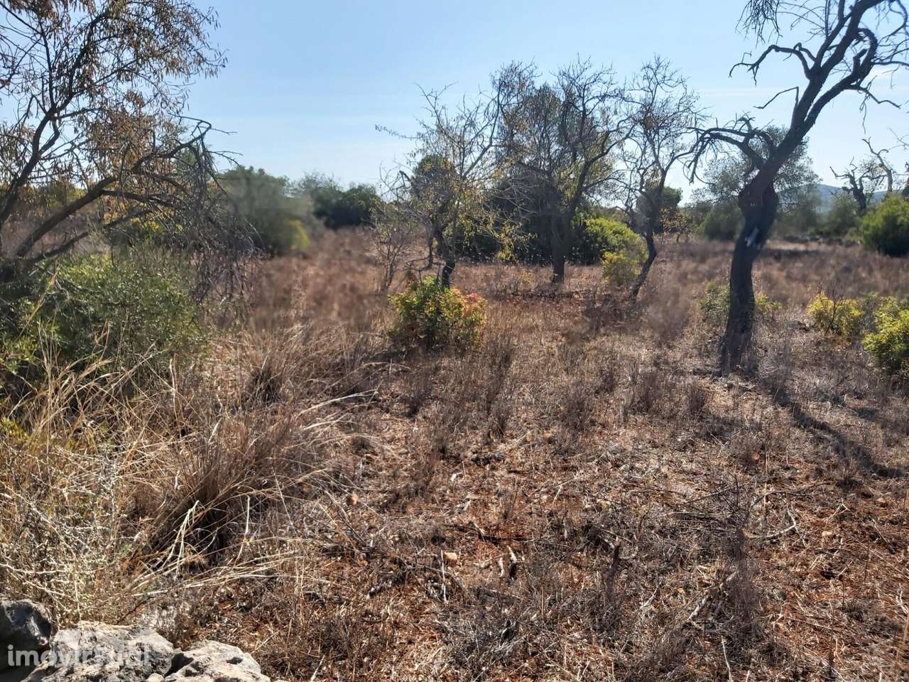 TERRENO RÚSTICO COM 2300M2 NAS TERRAS-MORTAS - S. SEBASTIÃO - LOULÉ - Grande imagem: 2/15