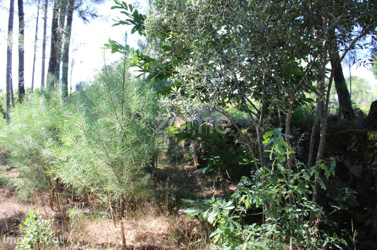 Terreno rural, agrícola, vinha, pinheiros mansos e olival - Grande imagem: 3/28
