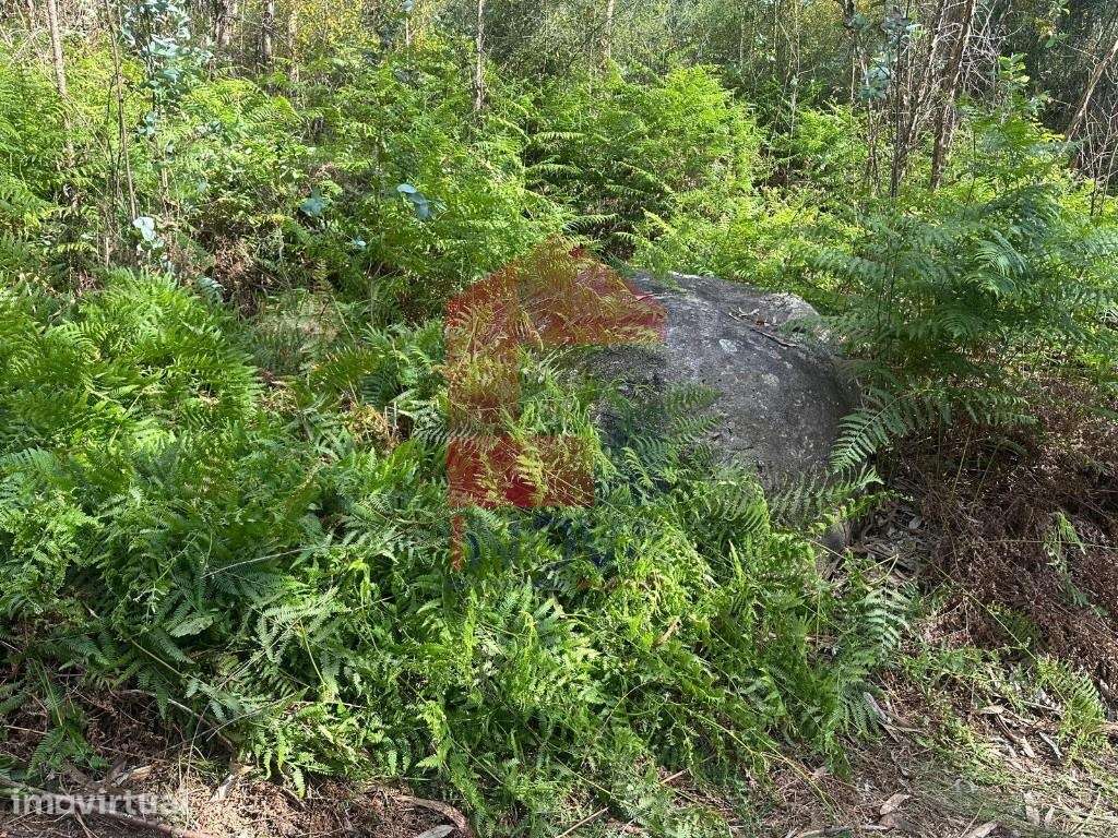 Terreno Florestal, Santiago Carreiras - Grande imagem: 3/25