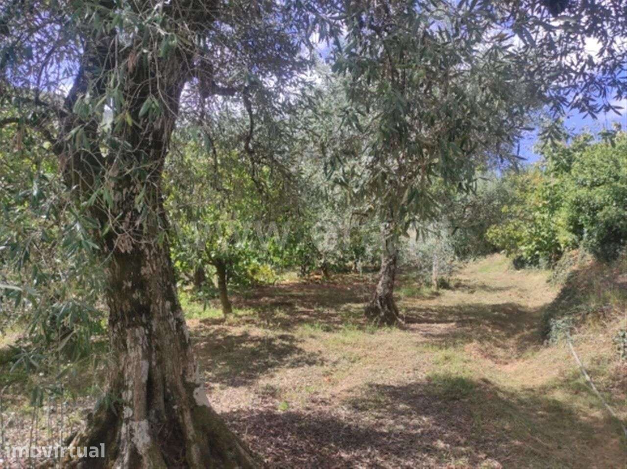 Quinta / Fundão, Alcongosta - Grande imagem: 4/7