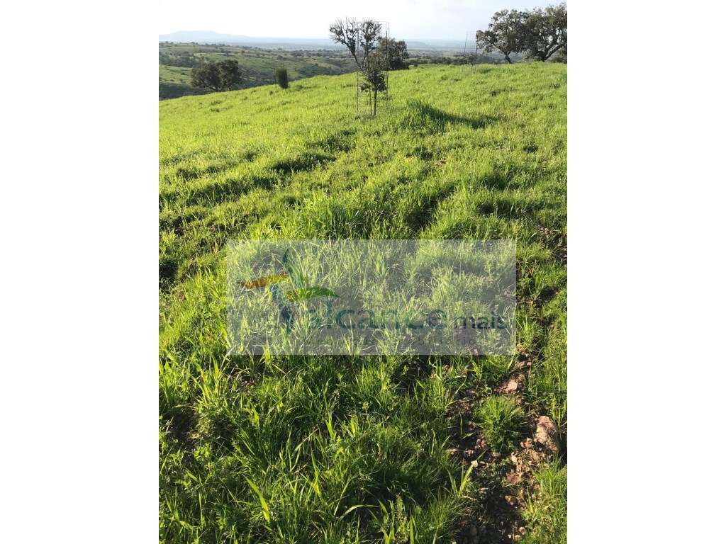 Herdade com 814hectares no Baixo Alentejo / Moura / Fronteira com E... - Grande imagem: 3/21
