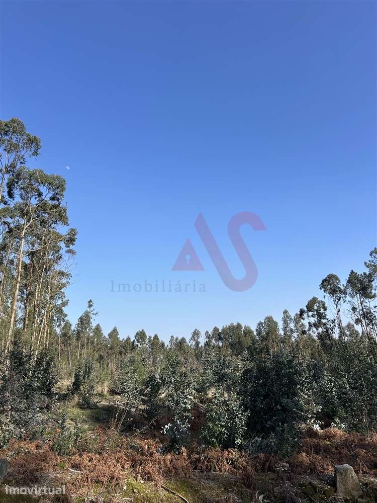 Terreno para Construção em Sanfins – 5.300 m² | Excelente Oportunidade - Grande imagem: 3/7