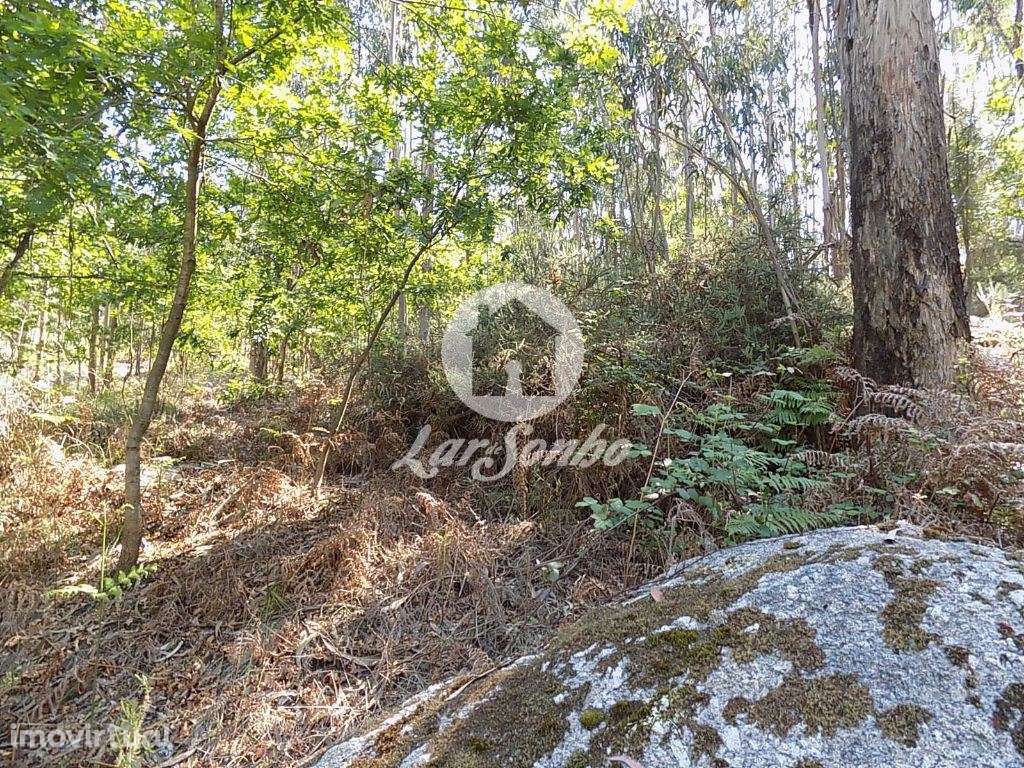 Bouça c/1.500m2 - Arnoso Sta. Eulália - Grande imagem: 2/9