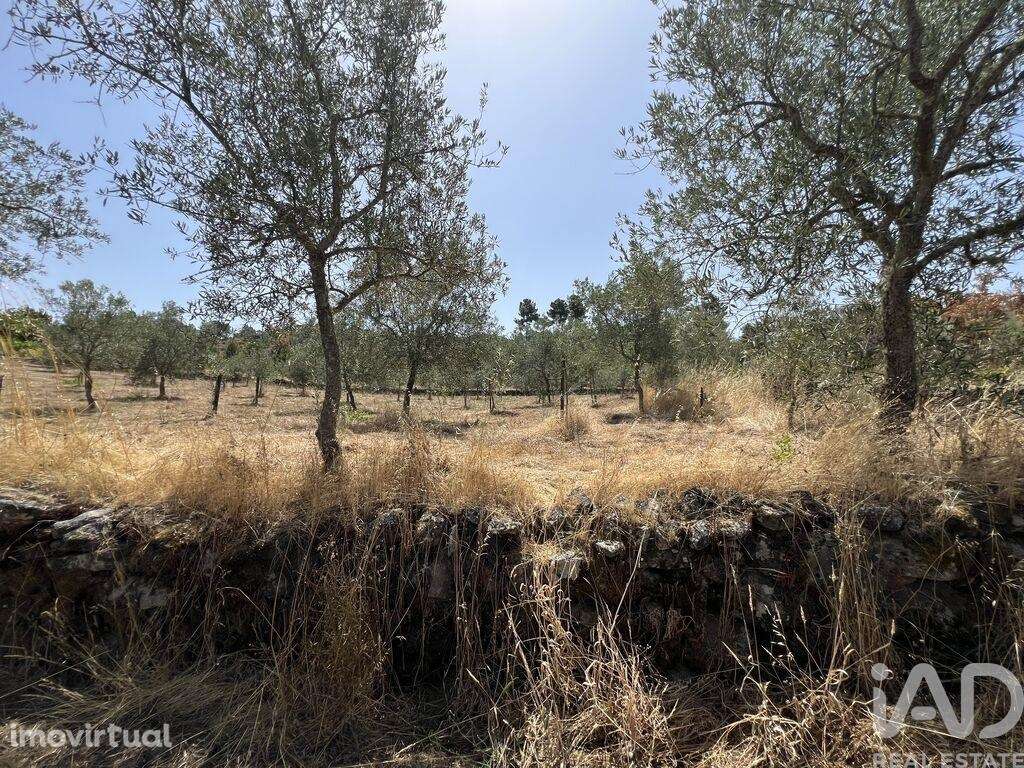 Terreno em Sernancelhe e Sarzeda de 44527,00 m2 - Grande imagem: 4/22