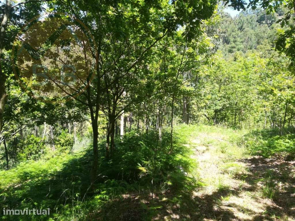 TERRENO COM APROXIMADAMENTE 14.000M² EM CERVA, RIBEIRA DE PENA - Grande imagem: 3/7