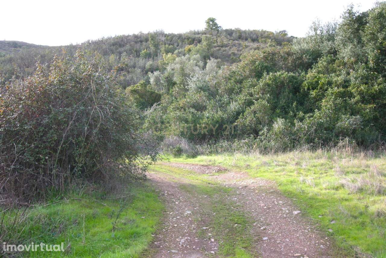 Amplo terreno rústico com sobreiros maduros em Vale Fontes de Baixo, S - Grande imagem: 5/14