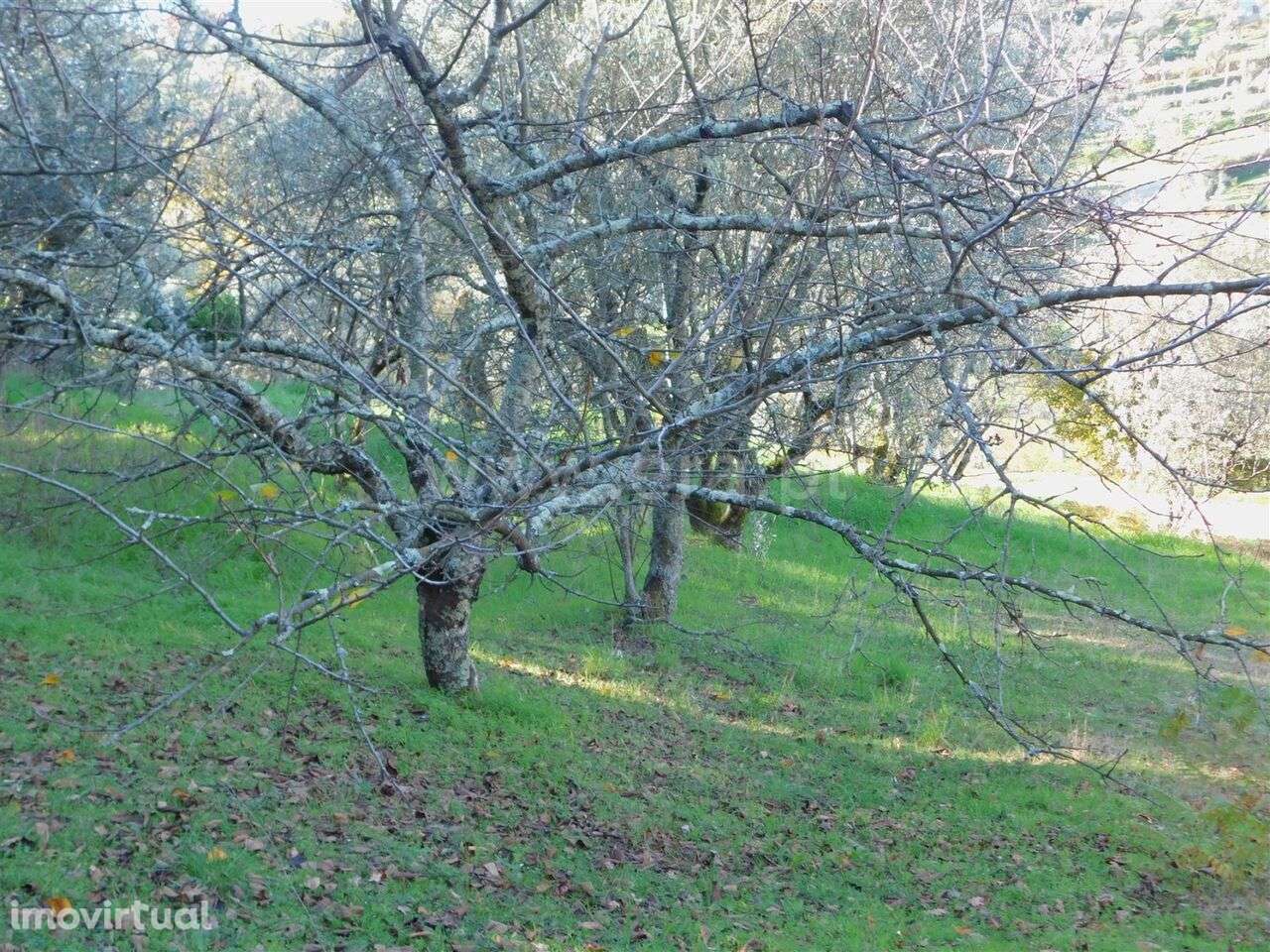 Terreno / Seia, Seia, São Romão e Lapa dos Dinheiros - Grande imagem: 4/5