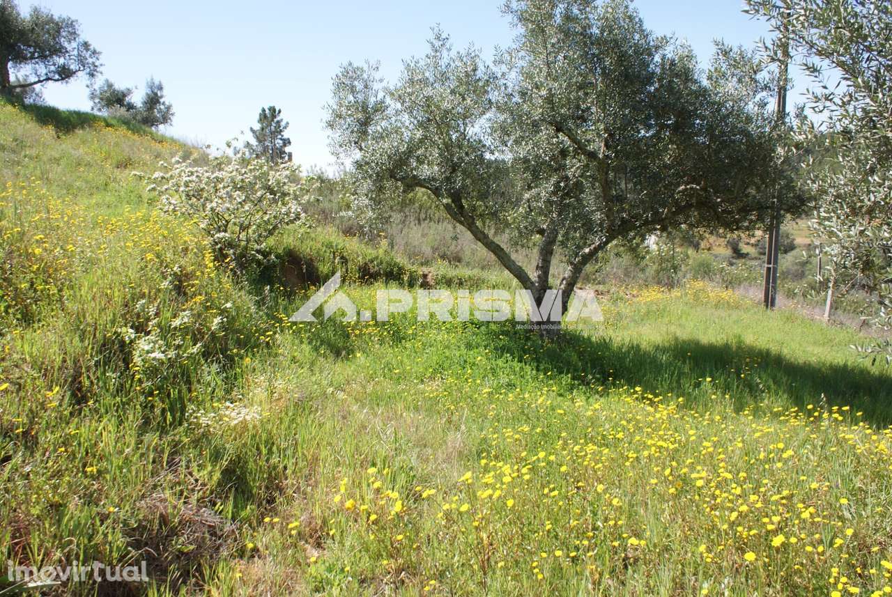 Terreno Rústico para Venda em Martim Branco - Grande imagem: 4/26