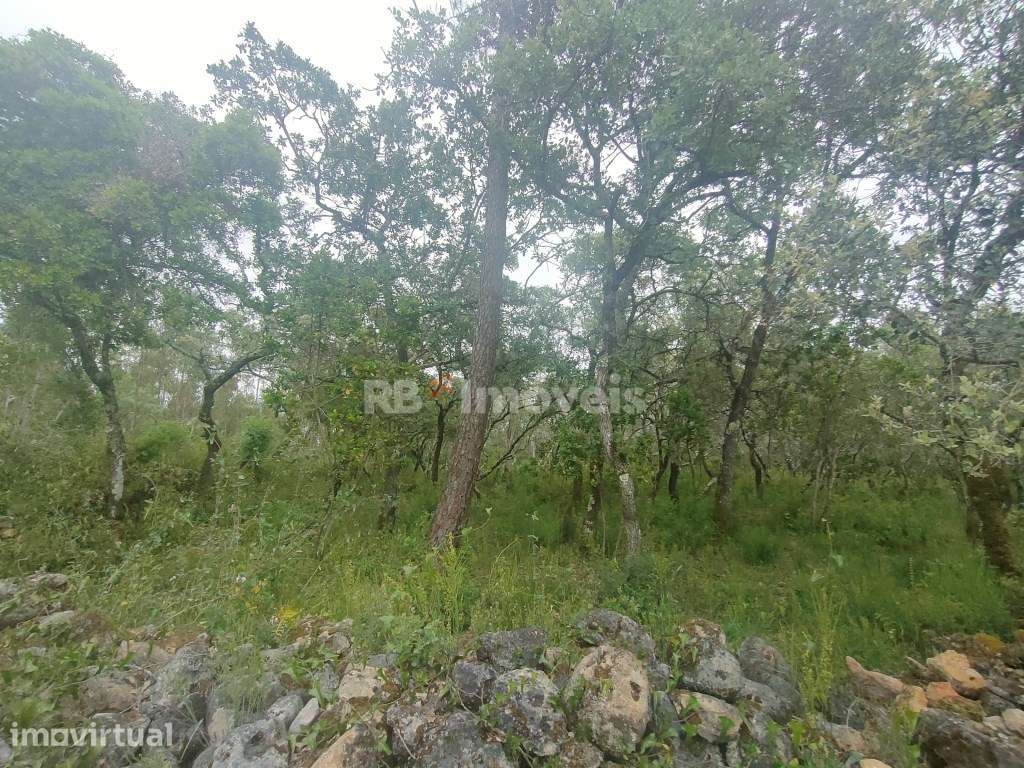 Terreno Rústico com 6920m2 - Pedreira, Tomar - Grande imagem: 3/10