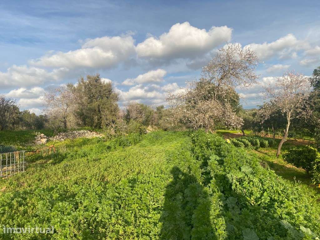 Lote de terreno Rústico com 1000m2, Albufeira, Algarve - Grande imagem: 5/16