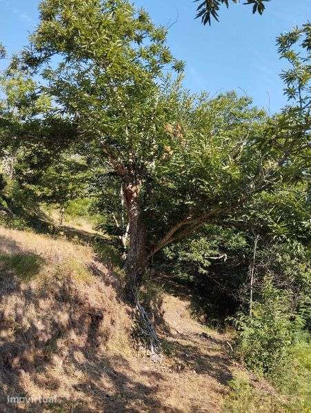 Terreno Rústico em Loredo, Fornelos – 5.000 m² - Grande imagem: 4/8