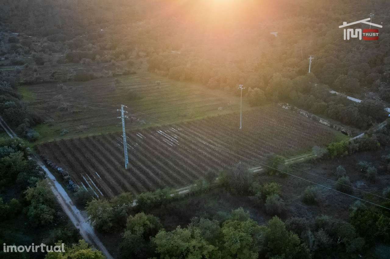 VINHA PARA ARRENDAR COM 1815 CEPAS VARIAS CASTAS EM SOBRAL/BAIRRO O... - Grande imagem: 2/14