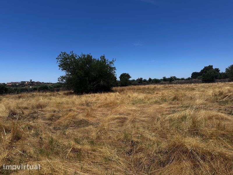 Terrenos Rústicos Zebreira com oliveiras e sobreiros - Grande imagem: 2/10