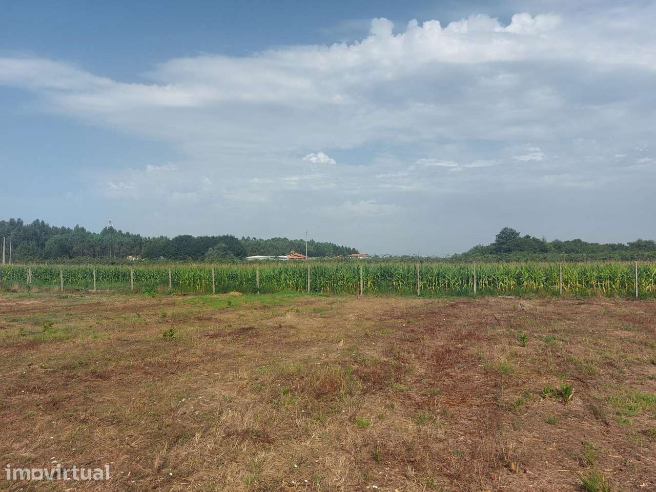 Terreno Rústico com 4.195 m2 em Oiã - Grande imagem: 3/11