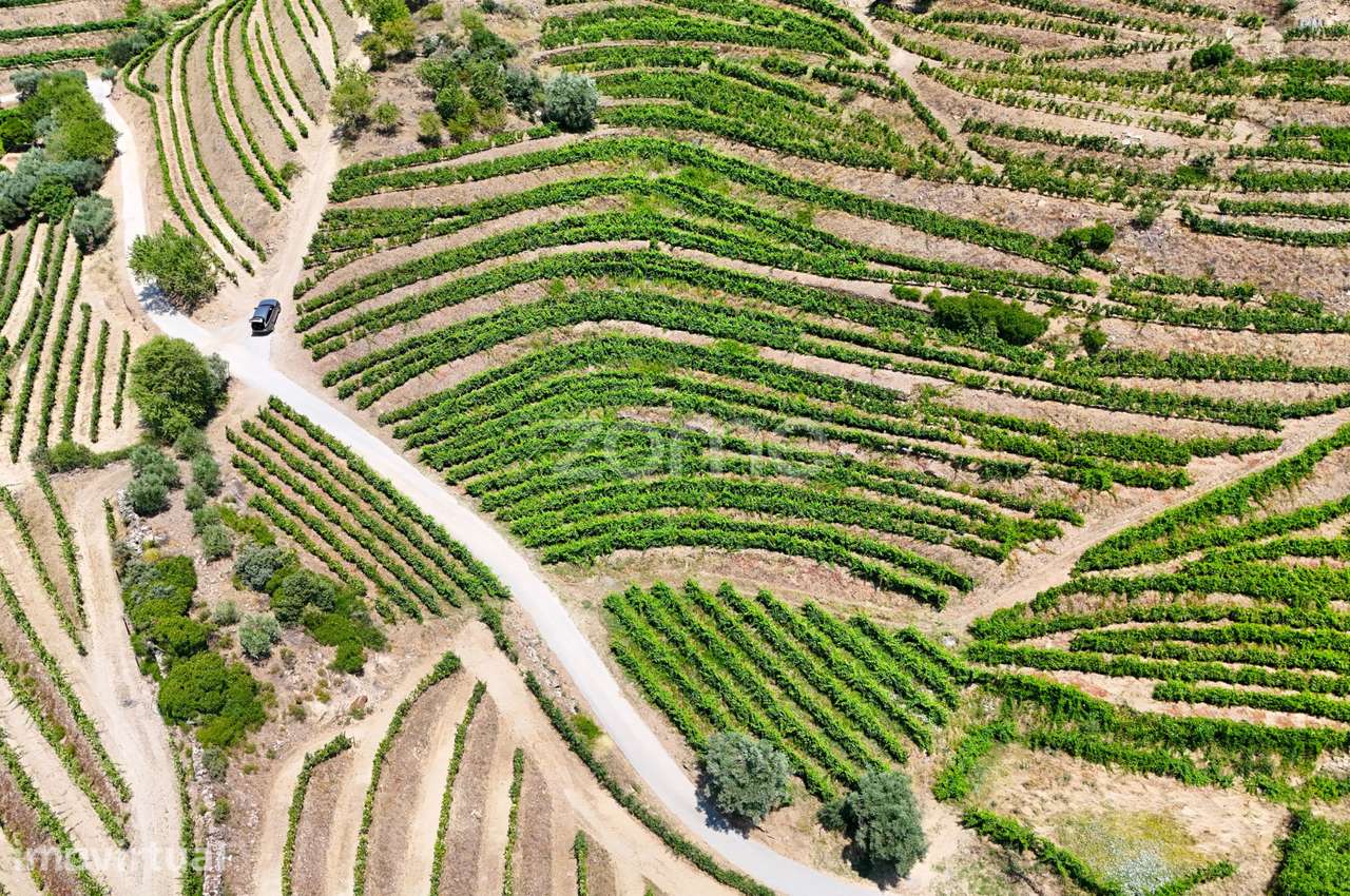 Terreno com 20.163 m² e Vistas Deslumbrantes sobre o Rio Douro - Grande imagem: 5/18