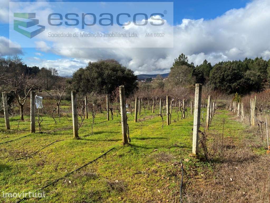 Magnifica Quinta a confinar com Rio Zêzere - Grande imagem: 3/38