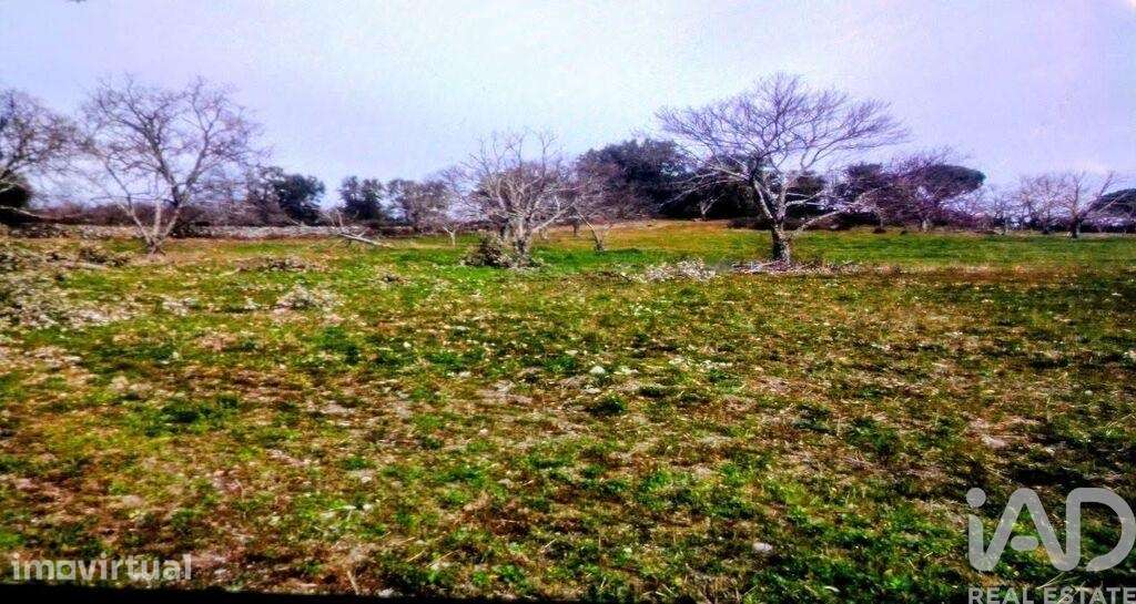 Terreno Agrícola em Ribeira de Nisa e Carreiras - Grande imagem: 5/5