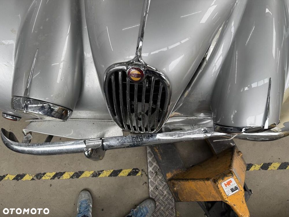 Jaguar Inny - 7