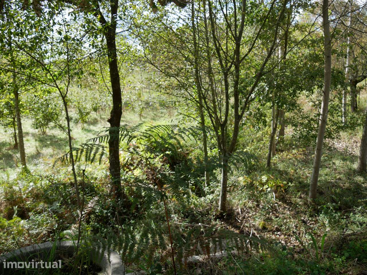 HERDADE FRANCISCO MATOS — 14,31 HA COM LAGO, FLORESTA -Turismo | VISEU