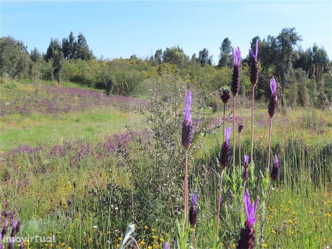 Quinta  para venda - Grande imagem: 3/43