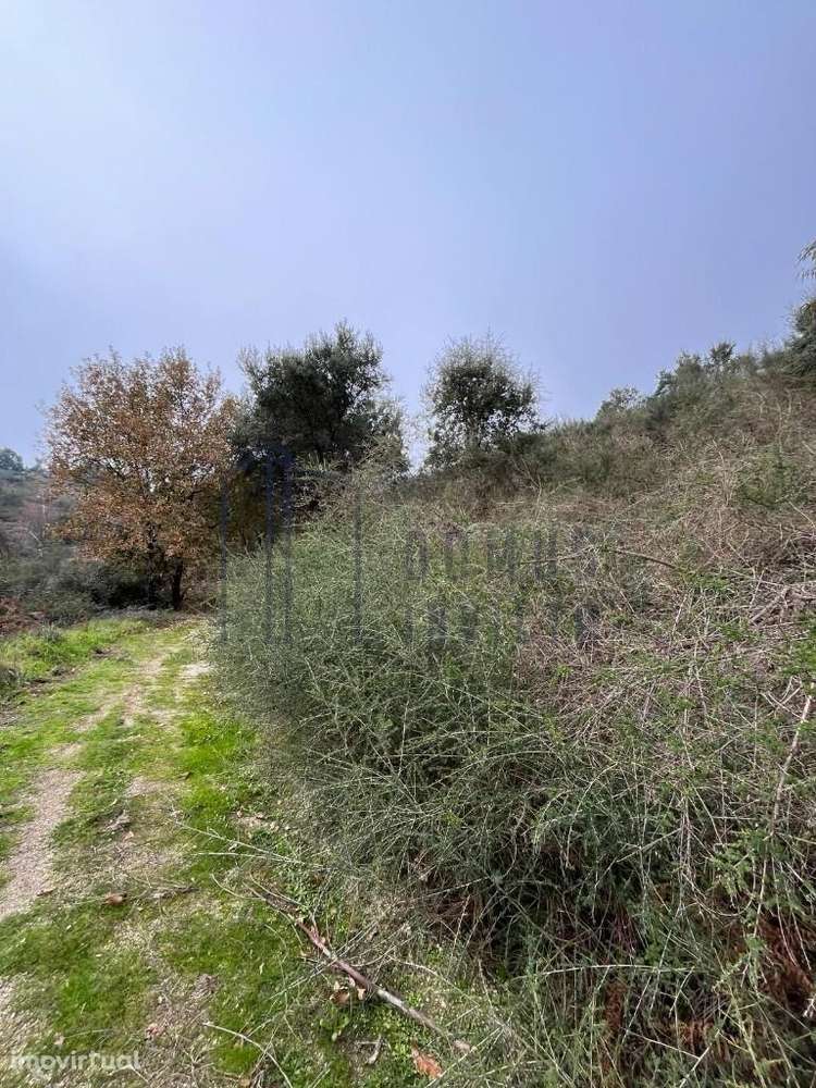 Terreno localizado na freguesia de São Tomé de Covelas - Grande imagem: 3/8
