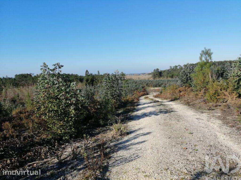 Terreno em Monte Real e Carvide de 140000,00 m2 - Grande imagem: 3/13