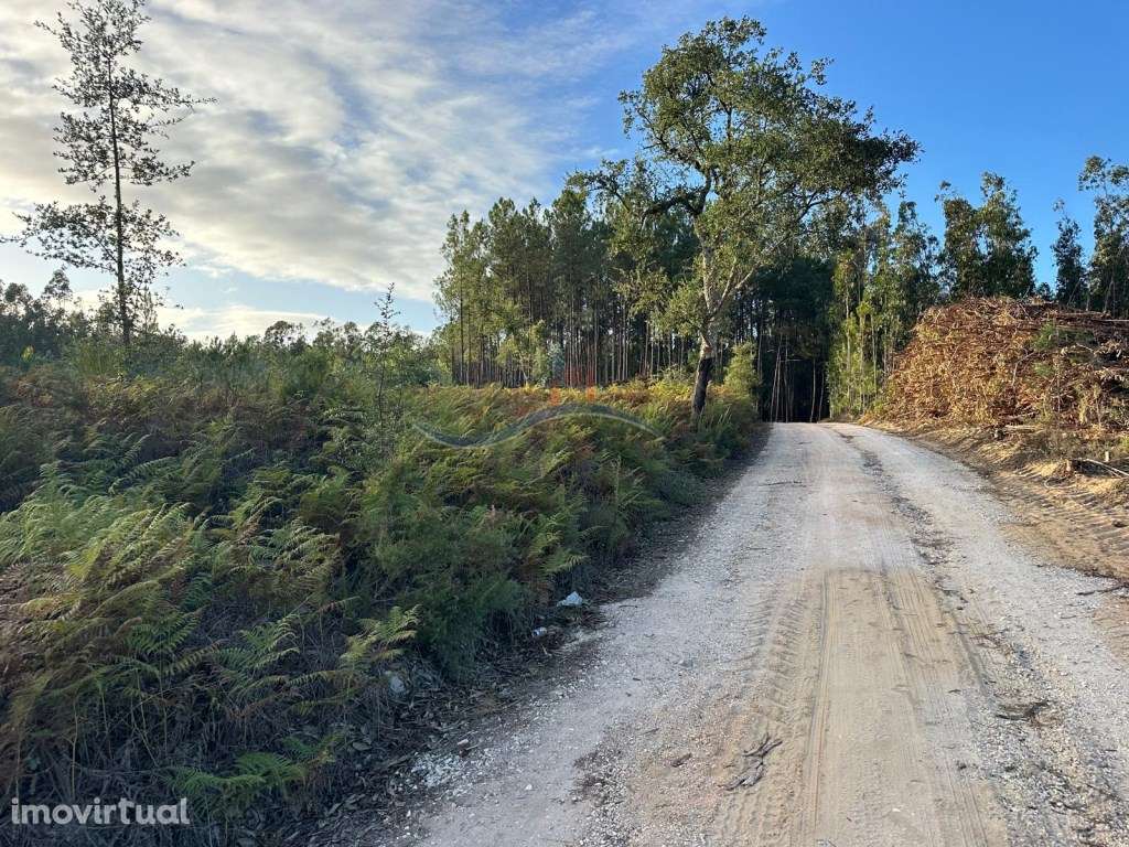 Terreno Florestal - Serra Porto de Urso. - Grande imagem: 2/21