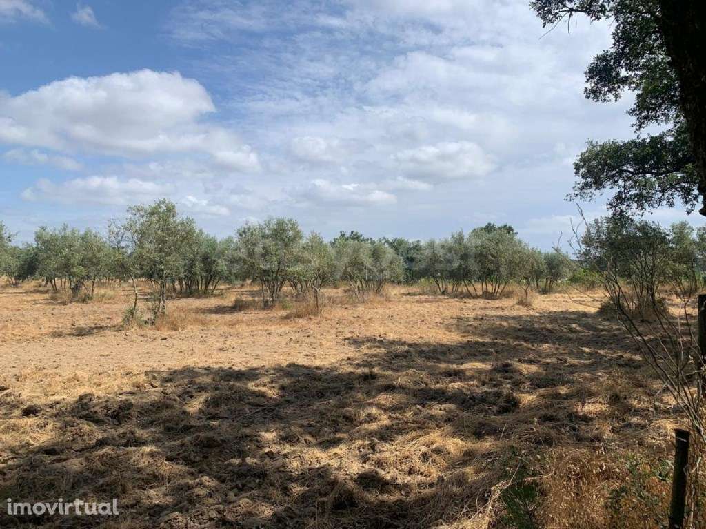 Olival situado na freguesia de Canha, concelho do Montijo - Grande imagem: 3/4