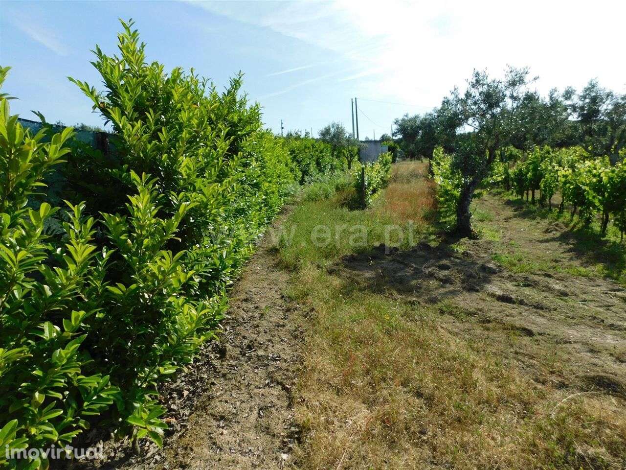 Quintinha / Seia, Paranhos - Grande imagem: 2/17