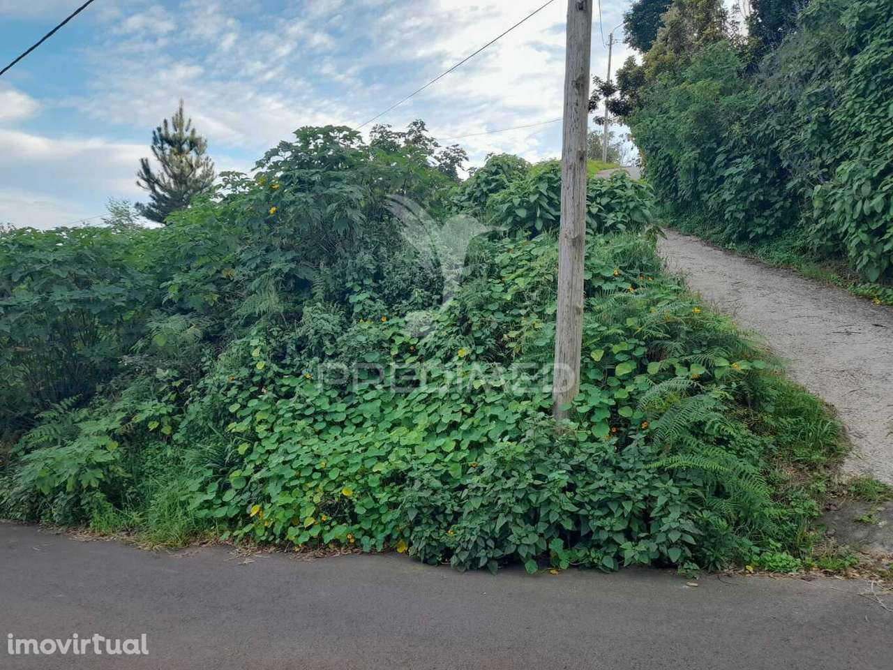 Terreno Rústico 2470m2 em Gaula - Grande imagem: 4/6